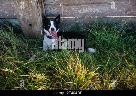 Border collie assis dans de longues herbes à l'ombre après avoir couru Banque D'Images