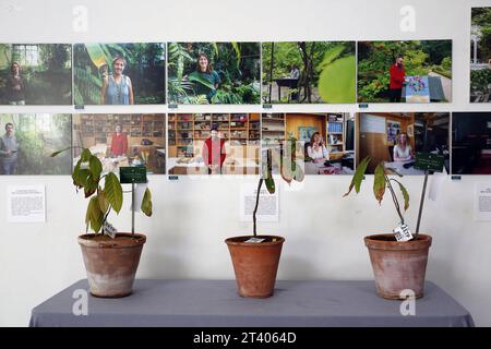 INT-CSIC-ECUADOR-ESPANA-CACAO El embajador del Ecuador en Espana, AndrÃ s Vallejo c, junto a la directora del Real jardin Botanico-CSIC de Madrid, Maria-Paz Martin iy la vicepresidenta Adjunta de Internacionalizacion y Cooperacion del CSIC, Isabel Diaz Carretero d, durante la entrega de la primera planta de cacao de la variedad nacional fino arooma, en el Real jardin Botanico en Madrid. FIN-INT-CSIC-ECUADOR-ESPAÃA-CACAO-92e025cafbff34470ed205c616c0eaae *** INT CSIC ECUADOR ESPAGNE CACAO l'ambassadeur d'Équateur en Espagne, AndrÃ s Vallejo c, avec le directeur du Real jardin Botanico Banque D'Images
