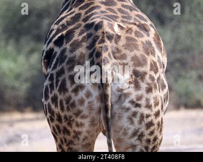 Girafe angolaise, girafe namibienne, girafe fumée, girafe d'Angola, Giraffa camelopardalis angolensis, angolai zsiráf, Parc national de Chobe, Botswana Banque D'Images