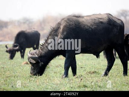 Cape Buffalo, African Buffalo, Kaffernbüffel, Buffle d'Afrique, Syncerus caffer caffer, kafferbivaly, Parc national de Chobe, Botswana, Afrique Banque D'Images