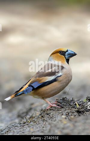 Hawfinch (Coccothraustes coccothraustes) mâle Banque D'Images