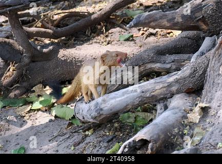 Mangouste, Schlankmanguste, Mangouste rouge, Herpestes sanguineus, karcsúmongúz, parc national de Chobe, Botswana, Afrique Banque D'Images