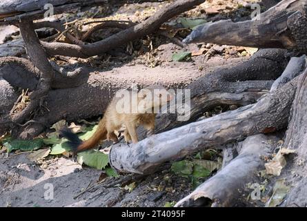 Mangouste, Schlankmanguste, Mangouste rouge, Herpestes sanguineus, karcsúmongúz, parc national de Chobe, Botswana, Afrique Banque D'Images