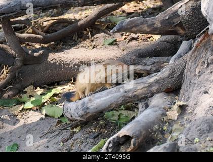 Mangouste, Schlankmanguste, Mangouste rouge, Herpestes sanguineus, karcsúmongúz, parc national de Chobe, Botswana, Afrique Banque D'Images