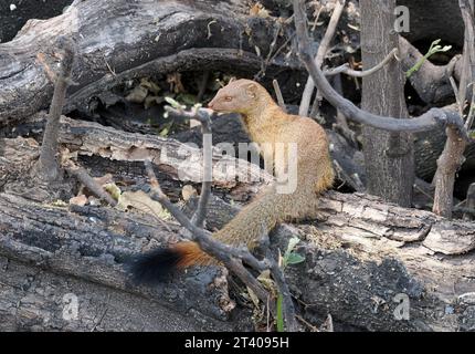 Mangouste, Schlankmanguste, Mangouste rouge, Herpestes sanguineus, karcsúmongúz, parc national de Chobe, Botswana, Afrique Banque D'Images