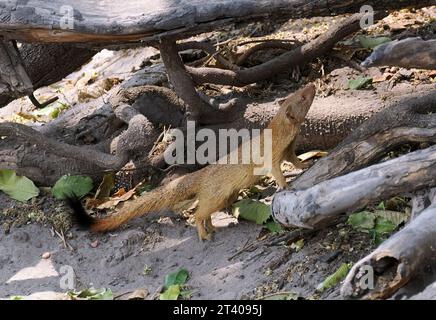 Mangouste, Schlankmanguste, Mangouste rouge, Herpestes sanguineus, karcsúmongúz, parc national de Chobe, Botswana, Afrique Banque D'Images