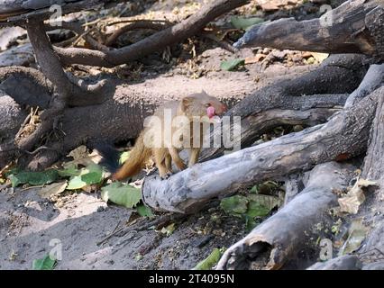 Mangouste, Schlankmanguste, Mangouste rouge, Herpestes sanguineus, karcsúmongúz, parc national de Chobe, Botswana, Afrique Banque D'Images