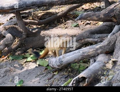 Mangouste, Schlankmanguste, Mangouste rouge, Herpestes sanguineus, karcsúmongúz, parc national de Chobe, Botswana, Afrique Banque D'Images