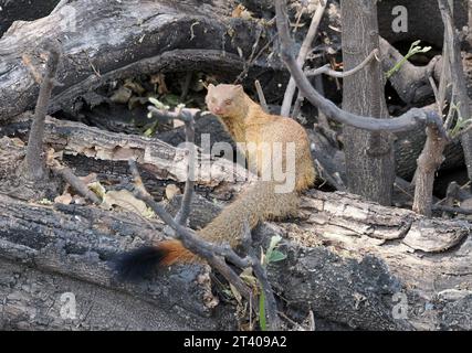 Mangouste, Schlankmanguste, Mangouste rouge, Herpestes sanguineus, karcsúmongúz, parc national de Chobe, Botswana, Afrique Banque D'Images