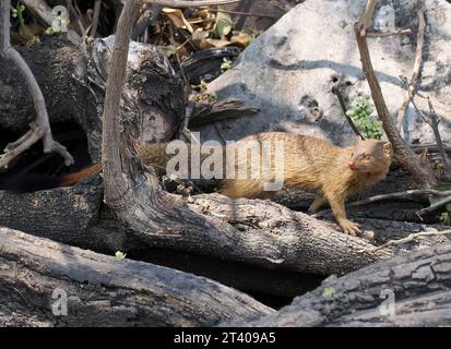 Mangouste, Schlankmanguste, Mangouste rouge, Herpestes sanguineus, karcsúmongúz, parc national de Chobe, Botswana, Afrique Banque D'Images