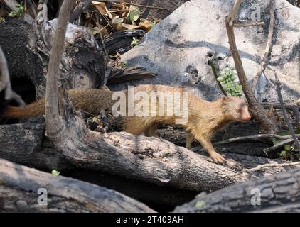 Mangouste, Schlankmanguste, Mangouste rouge, Herpestes sanguineus, karcsúmongúz, parc national de Chobe, Botswana, Afrique Banque D'Images