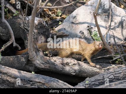 Mangouste, Schlankmanguste, Mangouste rouge, Herpestes sanguineus, karcsúmongúz, parc national de Chobe, Botswana, Afrique Banque D'Images