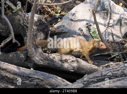 Mangouste, Schlankmanguste, Mangouste rouge, Herpestes sanguineus, karcsúmongúz, parc national de Chobe, Botswana, Afrique Banque D'Images