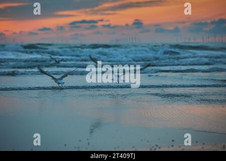 Une mouette vole au coucher du soleil au-dessus de la mer aux pays-Bas Banque D'Images