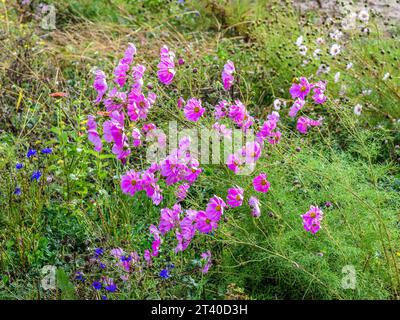 Grand champ agricole de plantes Cosmos en pleine floraison - Indre (36), France. Banque D'Images