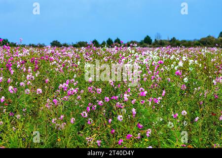 Grand champ agricole de plantes Cosmos en pleine floraison - Indre (36), France. Banque D'Images