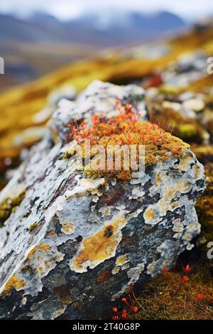 Gros plan de lichens colorés poussant sur un rocher dans la toundra. Différentes nuances de vert, jaune, orange et rouge, et ils contrastent magnifiquement avec le Banque D'Images