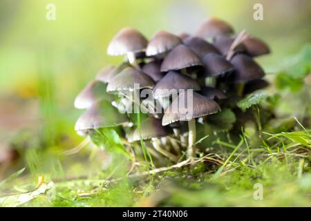 Groupe de champignons (probablement Psathyrella pygmaea), champignons à calottes brunes et fines tiges creuses blanches dans la mousse verte dans une forêt de feuillus, espace copie, Banque D'Images