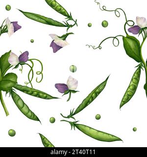 Motif sans couture avec des brindilles et des gousses de pois verts et de fleurs violettes, peint à la main à l'aquarelle sur un fond blanc. Illustration. Modèle pour Banque D'Images