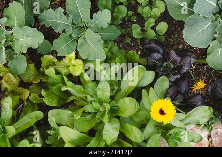 Légumes et fleurs poussant dans un potager urbain. Banque D'Images