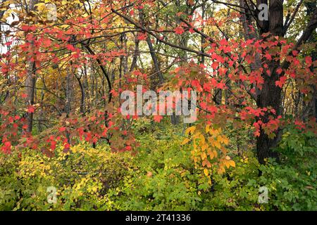 Les arbres forestiers prennent vie en automne avec une variété de couleurs. Banque D'Images