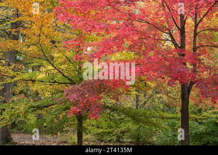 Érable rouge brillant dans le parc midwest en automne. Banque D'Images