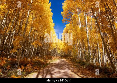 Chemin de terre à travers les arbres d'Aspen d'automne dans le Colorado Banque D'Images