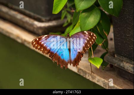 Papillon Morpho bleu, papillon Morpho peleides, attraction ailes bleues papillons gros plan, Banque D'Images