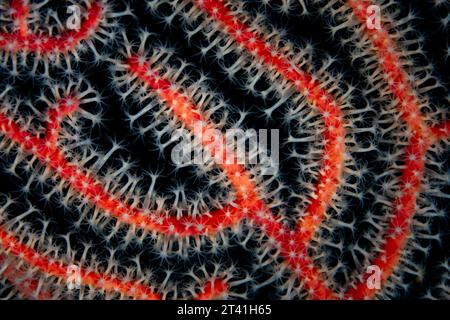 Détail des polypes poussant dans un gorgonien à Raja Ampat, Indonésie. Les récifs coralliens de cette région abritent la plus grande biodiversité marine sur Terre. Banque D'Images