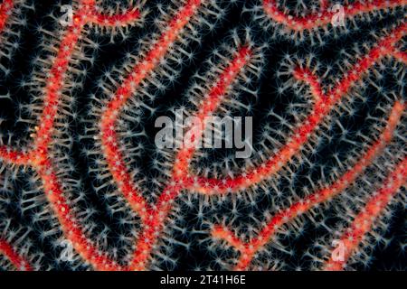 Détail des polypes poussant dans un gorgonien à Raja Ampat, Indonésie. Les récifs coralliens de cette région abritent la plus grande biodiversité marine sur Terre. Banque D'Images