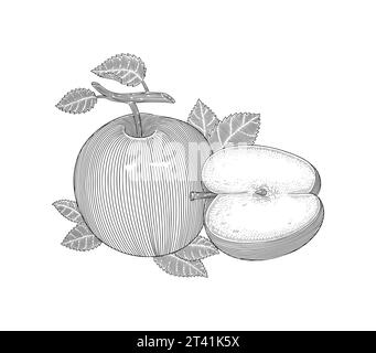 Fruit de pomme avec feuilles et demi-tranche, illustration de style dessin gravure Vintage Illustration de Vecteur