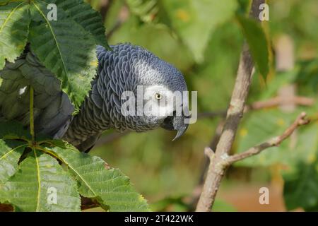 Perroquet gris (Psittacus erithacus timneh), adulte sur arbre, portrait animal, occurrence Afrique centrale et Afrique de l'Ouest, captif, Hesse, Allemagne Banque D'Images