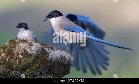 Pie bleue (Cyanopica cooki), groupe sur une pierre recouverte de mousse, province de Tolède, Castille, la Manche, Espagne Banque D'Images