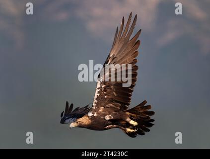 Aigle impérial espagnol (Aquila adalberti), oiseau adulte en vol dans un paysage montagneux, province de Tolède, Castille, la Manche, Espagne Banque D'Images