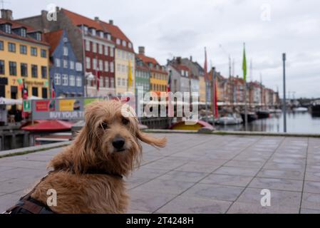 Chien (Mini Goldendoodle) assis devant les maisons colorées de Nyhavn, Copenhague, Danemark Banque D'Images