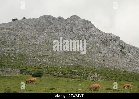 Une image étonnante d'un troupeau de vaches paissant sur l'herbe verte luxuriante près d'une chaîne de montagnes rocheuses déchiquetées Banque D'Images