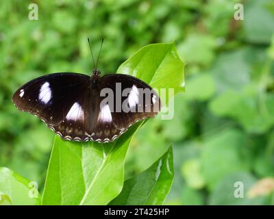 Bleu Lune ou Grande mouche (Hypolimnas bolina) papillon sur feuille avec fond vert naturel, rayures blanches Trey sur l'aile brun foncé Banque D'Images