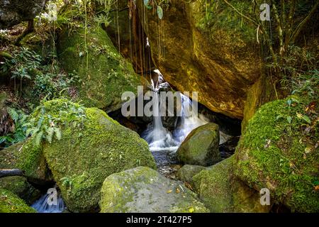 Pittoresque petite cascade plongeant à travers de gros rochers couverts de mousse dans une piscine, forêt tropicale atlantique, Serra da Mantiqueira, Brésil Banque D'Images