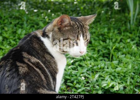 Chat blanc et tabby avec des rayures brunes regardant par-dessus son épaule vers la caméra, sur un fond de pelouse verte Banque D'Images