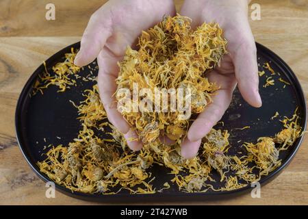 Femme tient dans ses mains des fleurs séchées de calendula, Calendula officinalis, cueillies sur un plateau noir sur une table en bois avec espace de copie Banque D'Images