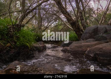 Un ruisseau tranquille serpentant à travers une forêt dense d'arbres imposants Banque D'Images