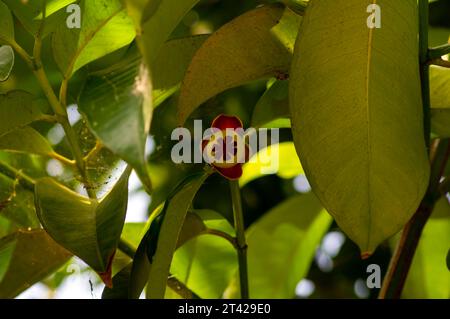 Un jeune fruit de mangoustan, Manggis, (Garcinia mangostana L.), sur son arbre. Banque D'Images