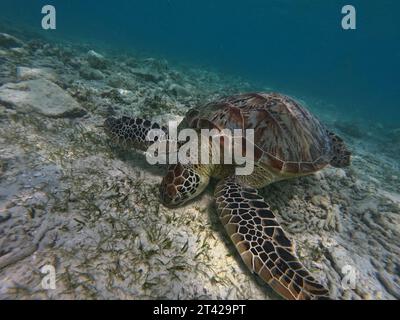 Grande tortue de mer verte paissant sur les fonds marins Banque D'Images