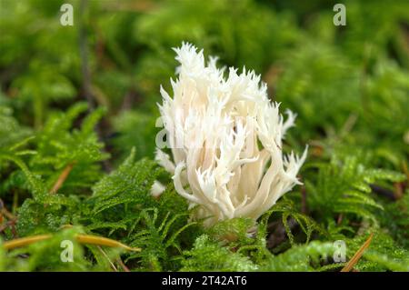 Champignon de corail blanc ou champignon de corail à crête (Clavulina cristata) poussant dans un lit de mousse. Colombie-Britannique, Canada. Banque D'Images