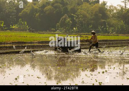 Yogyakarta, Indonésie 9 septembre 2023 : un agriculteur labourant les rizières avec un tracteur à main accompagné d'aigrettes blanches (Egretta alba) à Yogy Banque D'Images