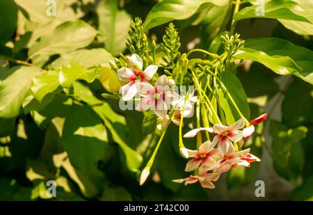 La fleur rampante de Rangoon rouge-rose (Combretum indicum), tète de miel chinois, dans le jardin. Banque D'Images