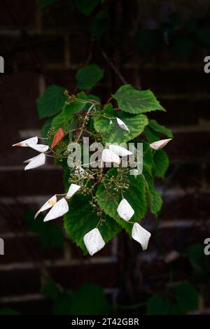 Gros plan sur les fleurs blanches et roses de la plante grimpante vivace de jardin à floraison estivale schizophragma hortensides roseum. Banque D'Images