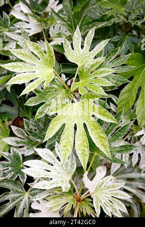 Gros plan des feuilles vert blanc tacheté de la toile d'araignée de la plante de jardin exotique à feuilles persistantes fatsia japonica. Banque D'Images