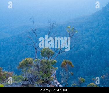 Gommiers sur la masse dans le Bush australien, paysage magnifique des montagnes bleues brumeuses au crépuscule, Echo point, Katoomba Nouvelle-Galles du Sud Australie Banque D'Images