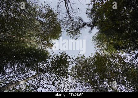 Une vue panoramique sur une forêt luxuriante de grands arbres à feuilles persistantes regardant vers le haut vers un ciel bleu vif Banque D'Images